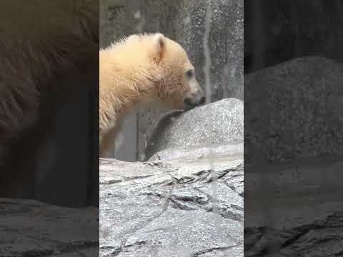 shorts モモ母さんマジック🪄　  ホッキョクグマ親子　秋田県男鹿水族館GAOにて2026年5月1日 サムネイル