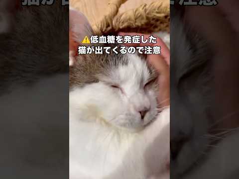 糖尿病と闘う猫に起きた奇跡 猫 糖尿病 保護猫 shorts サムネイル