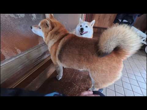 普段は鼻でガラッと開けて入っていくのに今日は開けて貰いたい気分なココお嬢様 サムネイル