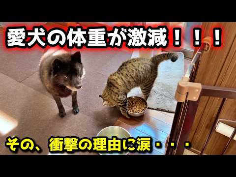 【病気？】愛犬の体重が激減！と思ったら、衝撃の事実が明らかに サムネイル