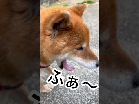 ’26.4.20 保冷剤を背負った力丸… 柴犬 shibainu 柴犬のいる暮らし 柴犬の日常 お散歩 遊ぶ犬 力丸 サムネイル