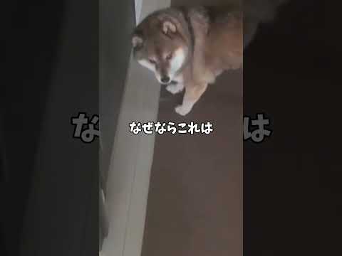 荒れ狂う柴犬が出しているサインとは😂