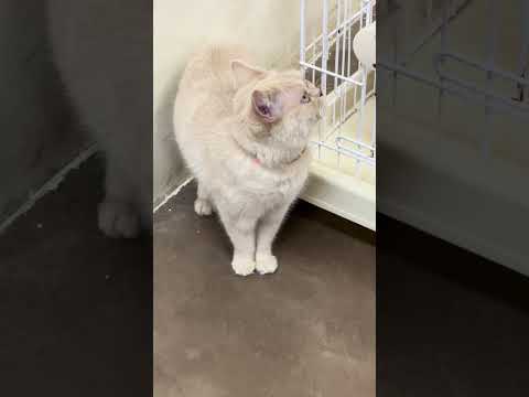 マヤちゃん？　那須どうぶつ王国　IMG 0010