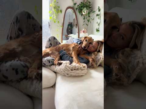 coming home to my golden retriever🥵 goldenretreiver dog ind… サムネイル