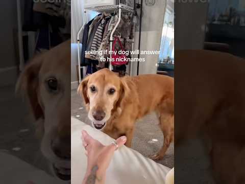 coming home to my golden retriever🥵 goldenretreiver dog ind…