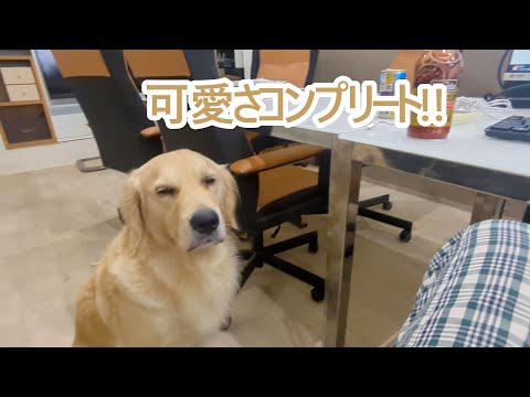 可愛さコンプリート。ゴールデンレトリバーティト サムネイル