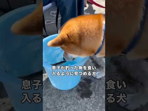 息子が釣った魚の動きが気になるのかその場から離れず、その様子をずっと見守る柴犬 柴犬 柴犬のいる暮らし 魚 shorts サムネイル