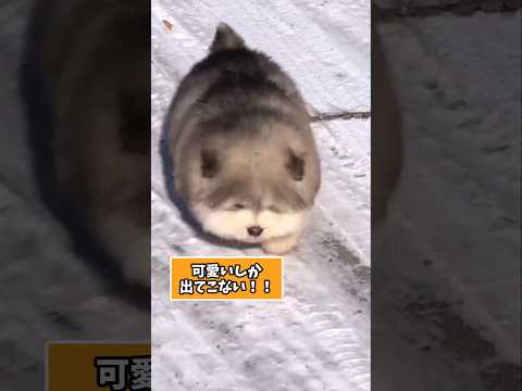 仕事で疲れた皆に贈る笑いと癒しのマラミュート5選ww　#アラスカンマラミュート #笑える #癒し #大型犬 #大型犬の… サムネイル