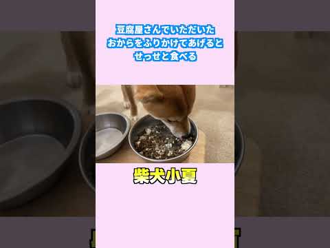 豆腐屋さんでいただいた おからをふりかけてあげると せっせと食べる 神戸 柴犬 shiba shibainu… サムネイル