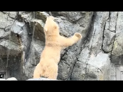 岩が気になる❣️モモ太くん　ホッキョクグマ　男鹿水族館GAO 2026年5月1日 サムネイル