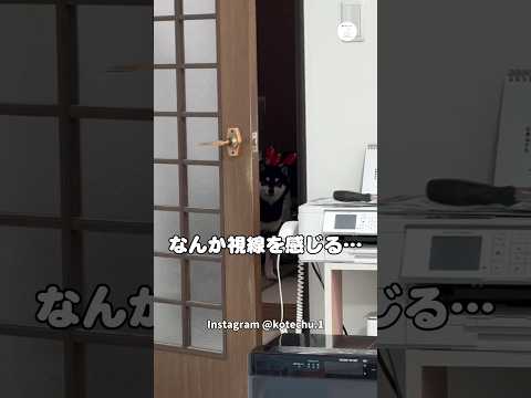 無言の圧がすごい…ママを見続ける柴犬　　柴犬　犬　かわいい犬　面白い　犬のいる暮らし サムネイル