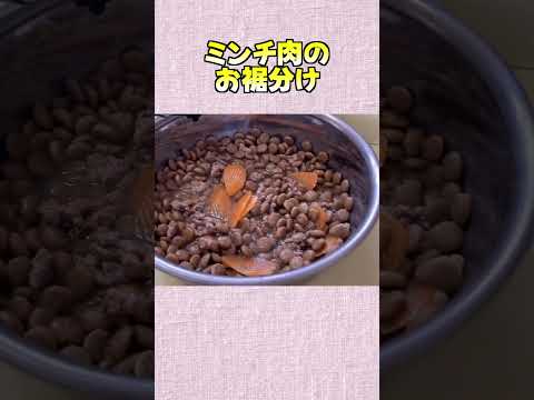 ミンチ肉の お裾分け 神戸 柴犬 shiba shibainu 癒し サムネイル