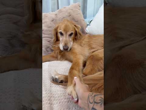 coming home to my golden retriever🥵 goldenretreiver dog ind… サムネイル