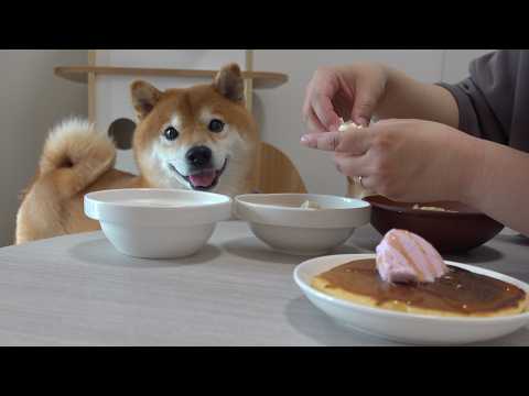 ママへ恩返しのはずが…柴犬の様子がおかしい。 サムネイル