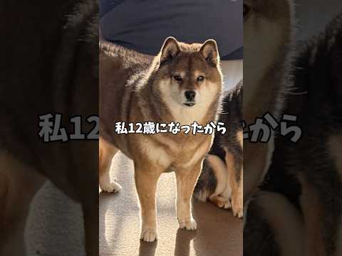 12歳の柴犬が同居犬に伝えたかったこと… サムネイル