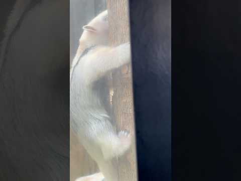 shorts ふくくん登った！降りた🤭　ミナミコアリクイ　野毛山動物園にて　2026年5月10日