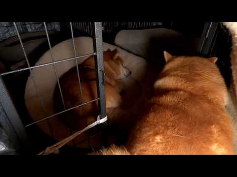 ちゃんと寝てるか見回りに行ったら出迎えられる23時 サムネイル