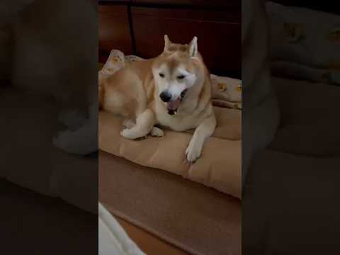 柴犬福 寝起きの母と柴犬のやり取り🤣Shiba-Morning🤣shorts japanesedog 柴犬 shiba… サムネイル
