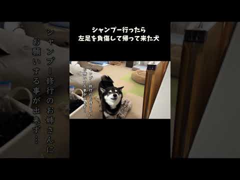 シャンプー行ったら左足を負傷して帰って来た犬 サムネイル