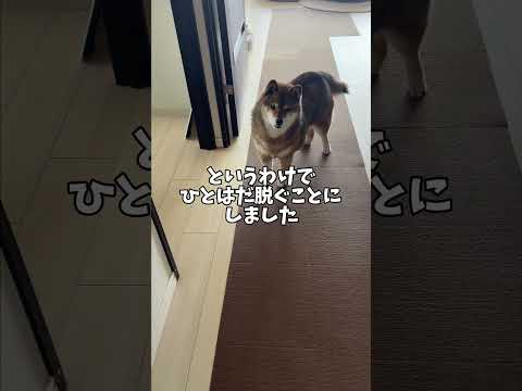 飼い主のために頑張る柴犬12歳 サムネイル