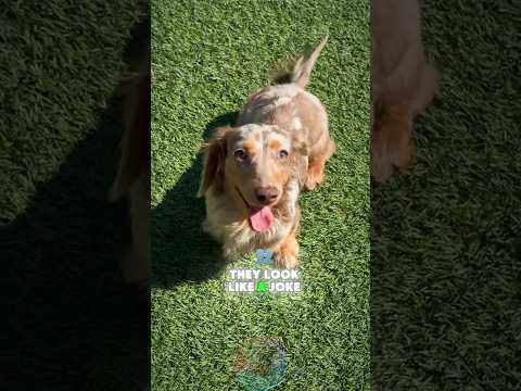 3 Things You MUST Know Before Getting a Wiener Dog shorts d… サムネイル