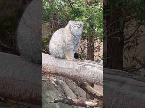 shorts アブリコースちゃんが放飼場に帰って来た！　マヌルネコ　那須どうぶつ王国にて　2025年2月27日 サムネイル