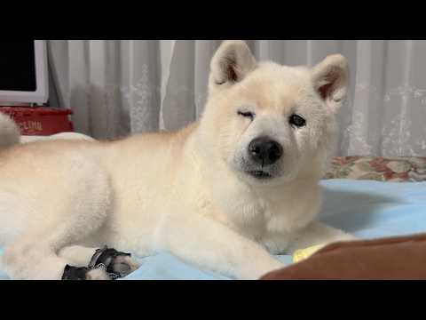 愛犬が17歳なって出来なくなった事とずっと変わらない大好きだよと届けたい想い。