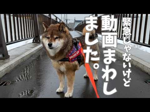 飼い主の思いつき撮影に付き合わされる柴犬・・・ サムネイル