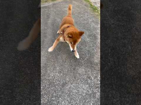 ’26.4.3 桜日和に力丸は… 柴犬 shibainu 柴犬のいる暮らし 柴犬の日常 桜 遊ぶ犬 力丸 サムネイル