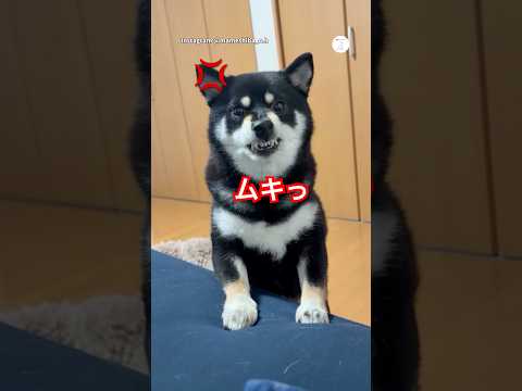 パパに怒る柴犬、怒り方が可愛すぎた　柴犬　黒柴　犬　おもしろ　柴犬のいる暮らし サムネイル