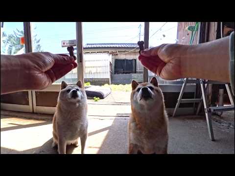2026年7月7日(火)🎋 どれだけ遠くに隠れていても箱を開ける音で駆けつける伝説の月に一度の高級オヤツ【今月の投薬お… サムネイル