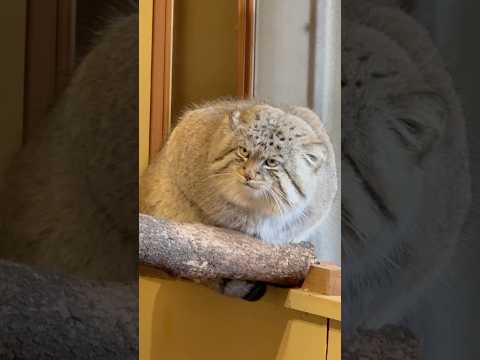 shorts 俺イケてるだろう😎っと言った側からテレてそうなロータスくん　マヌルネコ　埼玉県こども動物自然公園にて　2… サムネイル