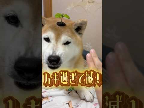 柴犬福 ミルフクと姉による「ムキ過ぎて滅！」🤣Sis and Shiba🤣姉と柴 milk 柴犬 japanesedo…