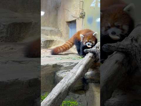 shorts リンゴ貰った大福くん　レッサーパンダ　那須どうぶつ王国にて　2026年2月1日 サムネイル