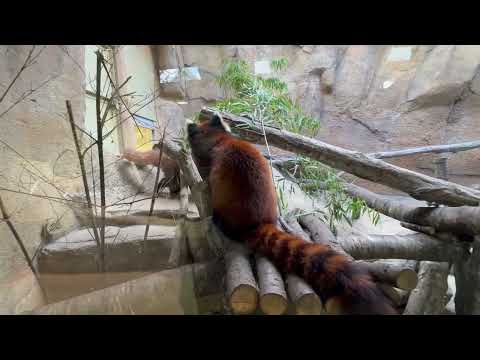 グミちゃんモナカちゃん親子　レッサーパンダ　那須どうぶつ王国にて　2026年4月11日 サムネイル