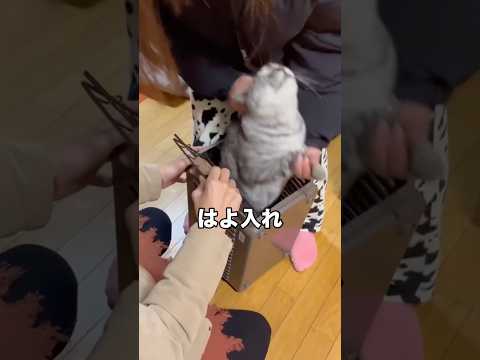 足にものすごい力を入れて｢意地でもケージに入るか｣と飼い主と戦う猫。最終的には飼い主が勝ちました。 デブ猫 野良猫 保… サムネイル