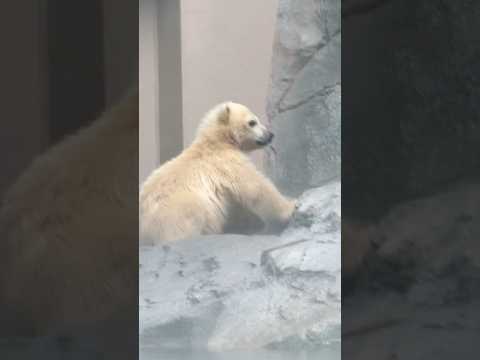 shorts モモ太くんクンクン🐻‍❄️   ホッキョクグマ親子　秋田県男鹿水族館GAOにて2026年5月1日 サムネイル