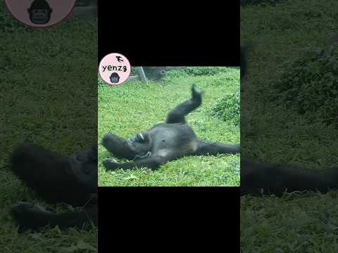 gorilla Tayari擼草地要姐姐投食給她 gorillatag taipeizoo 金剛猩猩 台北市立動物園 サムネイル