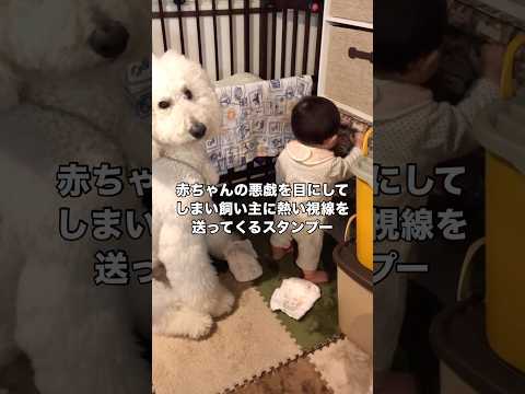赤ちゃんのイタズラを目の当たりにしてしまい飼い主にこれで良いのか訴えてくるスタンプー スタンダードプードル スタンプー… サムネイル