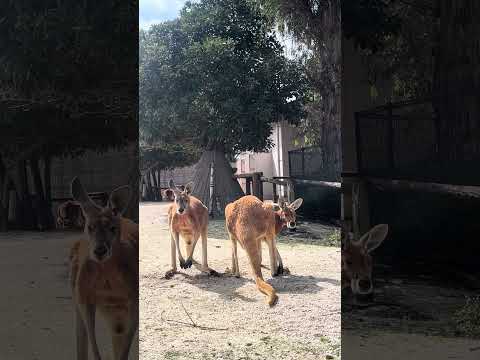 とある日のカンガルーたち🦘東武動物公園動物癒しかわいいカンガルー サムネイル