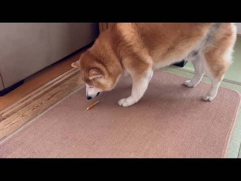 柴犬福 本日の第一or第二ガムの選択🤣Shiba-ASMR🤣 サムネイル