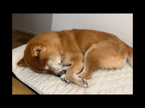 最強最長寒波の青森市は大変だったようですね【ママ語り雑談】 サムネイル