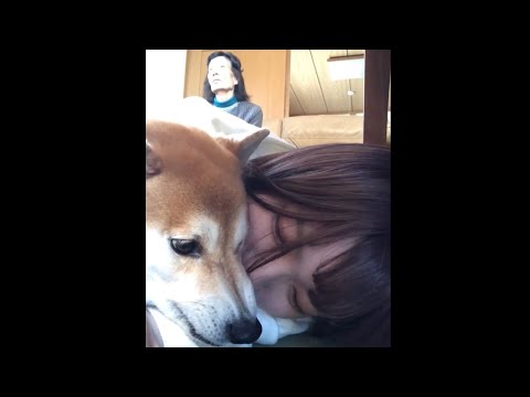 柴犬福 姉と柴犬の総集編🤣Sister and Shiba🤣 サムネイル