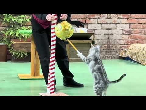 ヒマワリちゃんからご挨拶🌻 本日一発目のキャッツ始め！なかなか見れない猫によるショー ザ・キャッツ　那須どうぶつ王国に… サムネイル