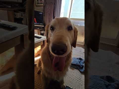 箱根駅伝を観ながら今日のキビッチャン。ビスとイロハ cat goldenretriever ゴールデンレトリバー ki… サムネイル