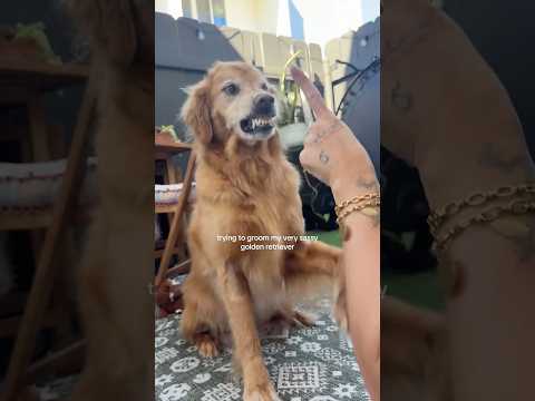 coming home to my golden retriever❤️india retreiver dog pup…