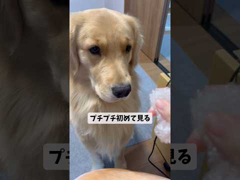 真剣なモンちゃんゴールデンレトリバー goldenretriever
