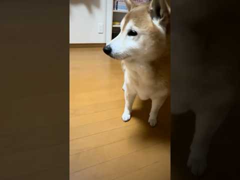 柴犬福 姉と兄の部屋の定期点検しに来た柴犬🤣Shiba-Check🤣shorts funny funnydog 柴犬… サムネイル