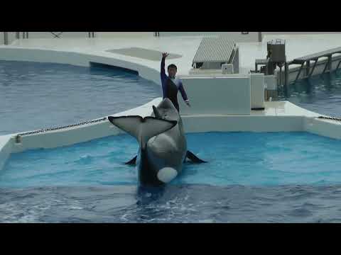 トレーナーさんとトレーニング❣️ シャチファミリー　須磨シーワールド　00022 サムネイル
