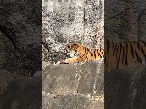 short サーシャちゃん 頑張って食べて来ましたが〜そろそろ交代ですヨ〜　今日はサーシャの日　アムールトラ　浜松市動… サムネイル